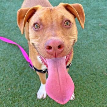 American Staffordshire Terrier Dogs Available for Adoption - Gigi | PetCurious