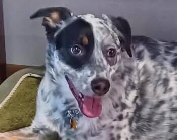 Patch aka Everest -  Australian Cattle Dog Blue Heeler Dog for Adoption in Euclid, Ohio - Patch Aka Everest | PetCurious