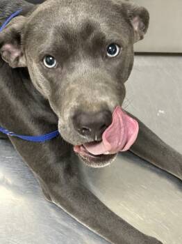 Rescue Pit Bull Terrier Dogs for Adoption in Covington, Georgia - 22796- Klink | PetCurious