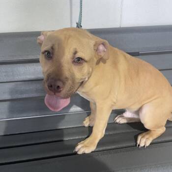 Terrier Dogs Available for Adoption in Tampa, Florida - Roger | PetCurious