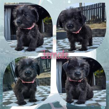Lava -  Miniature Poodle and Maltese Dog for Adoption in Calimesa, California - Lava | PetCurious