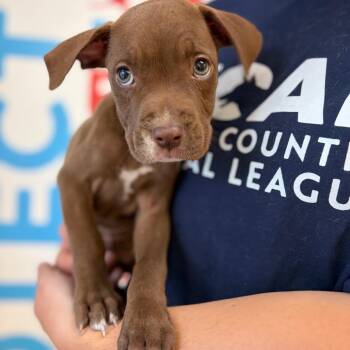 Anastasia -  Mixed Breed Dog for Adoption in Morristown, Vermont - Anastasia | PetCurious