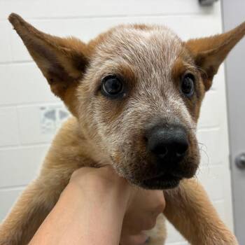 Dingo -  Cattle Dog and Mixed Breed Dog for Adoption in Corpus Christi, Texas - Dingo | PetCurious