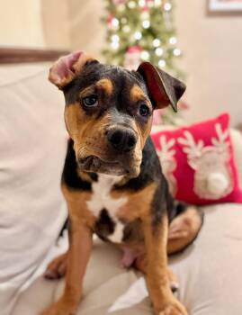 Rescue Pit Bull Terrier Dogs for Adoption in Kansas City, Missouri - Luxx | PetCurious