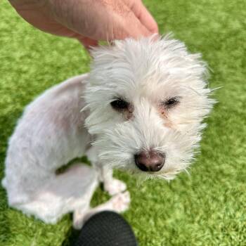 Octavia -  Mixed Breed Dog for Adoption in Matteson, Illinois - Octavia | PetCurious