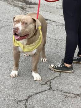 Mixed Breed Dogs Available for Adoption in Hobart, Indiana - Goldberg | PetCurious