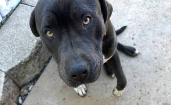 Cane Corso Dogs Available for Adoption - Luke | PetCurious