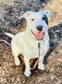 Rescue Bull Terrier and American Bulldog Dogs for Adoption in Clarkesville, Georgia - Zimba | PetCurious