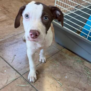 TUSC-Stray-85554 -  Pointer and Catahoula Leopard Dog Dog for Adoption in Tuscaloosa, Alabama - TUSC-Stray-85554 | PetCurious