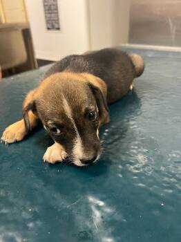 Nola -  Mixed Breed Dog for Adoption in Mobile, Alabama - Nola | PetCurious