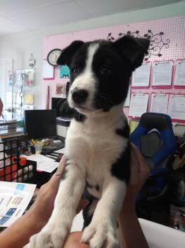 Echo -  Labrador Retriever and Husky Dog for Adoption in Pahrump, Nevada - Echo | PetCurious