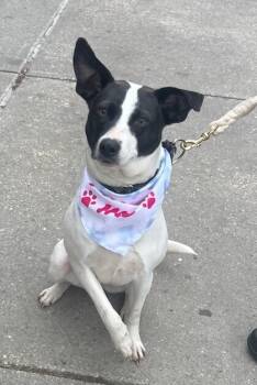Rescue Rat Terrier Dogs for Adoption in Washington, District Of Columbia - Gidge | PetCurious