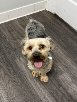 Muppet -  Yorkshire Terrier Dog for Adoption in Semmes, Alabama - Muppet | PetCurious