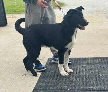 Labrador Retriever Dogs Available for Adoption in Liberty, Missouri - Remy **Arriving 4/21/2026** | PetCurious