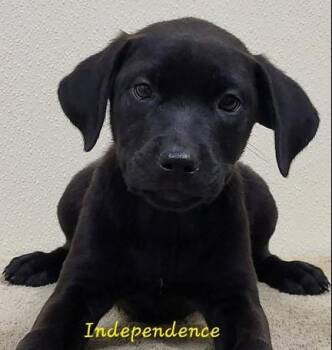 Independence -  Mixed Breed Dog for Adoption in Groveland, Massachusetts - Independence | PetCurious