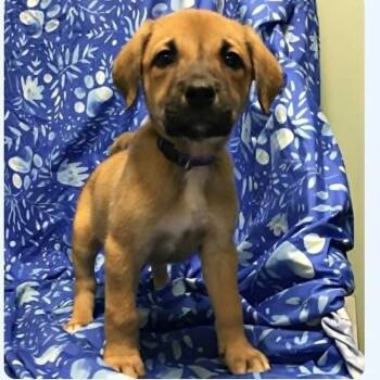 Tiramisu -  Belgian Shepherd Malinois Dog for Adoption in Plainfield, Illinois - Tiramisu | PetCurious