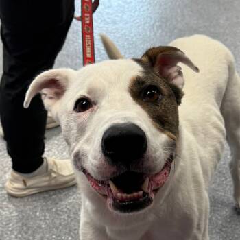 Rescue Mixed Breed Dogs for Adoption in Zimmerman, Minnesota - Jackson | PetCurious
