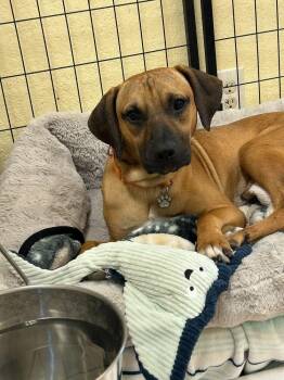 Bogart -  Black Mouth Cur Dog for Adoption in Lakeland, Florida - Bogart | PetCurious