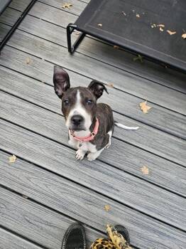 Rescue Pit Bull Terrier Dogs for Adoption in Catasauqua, Pennsylvania - Stormy | PetCurious