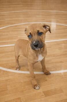 Mixed Breed Dogs Available for Adoption - Swoosh | PetCurious