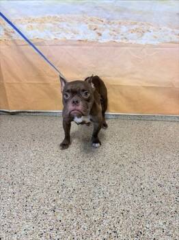 SONIA -  Pit Bull Terrier Dog for Adoption in Doral, Florida - SONIA | PetCurious