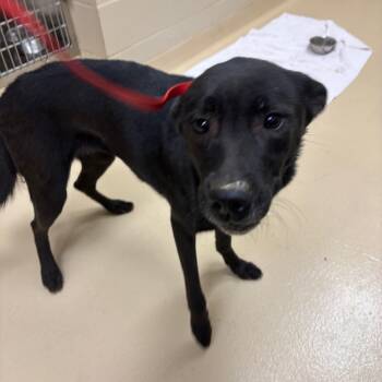 Rescue Mixed Breed Dogs for Adoption in Winston-salem, North Carolina - Remmy | PetCurious