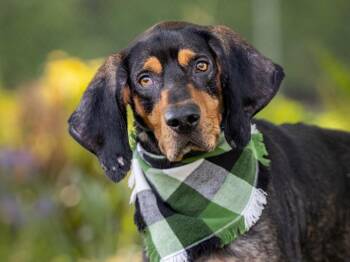Black And Tan Coonhound Dogs Available for Adoption in Portland, Oregon - Nash | PetCurious