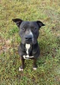 Rowan -  American Staffordshire Terrier Dog for Adoption in Munfordville, Kentucky - Rowan | PetCurious