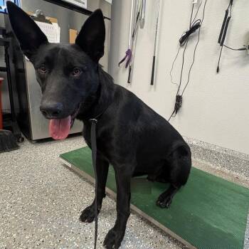 Fenrir* -  German Shepherd Dog Dog for Adoption in San Gabriel, California - Fenrir* | PetCurious