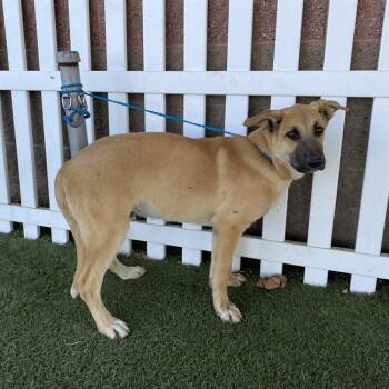 GELLERT -  German Shepherd Dog and Mixed Breed Dog for Adoption in Modesto, California - GELLERT | PetCurious