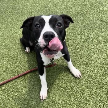 Jada -  Mixed Breed Dog for Adoption in Sarasota, Florida - Jada | PetCurious
