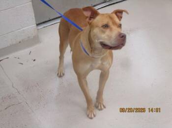 Scarlet(46) -  Pit Bull Terrier Dog for Adoption in Marietta, Georgia - Scarlet(46) | PetCurious