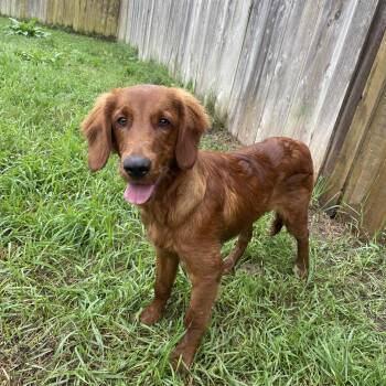Cash -  Golden Retriever Dog for Adoption in West Des Moines, Iowa - Cash | PetCurious