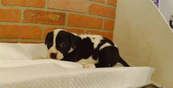 ZHARA -  Staffordshire Bull Terrier Dog for Adoption in Houston, Texas - ZHARA | PetCurious