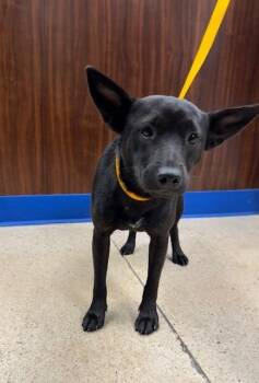 Chihuahua Dogs Available for Adoption in Missouri City, Texas - Cherry | PetCurious