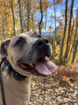 Pit Bull Terrier Dogs Available for Adoption in Denver, Colorado - Coby | PetCurious