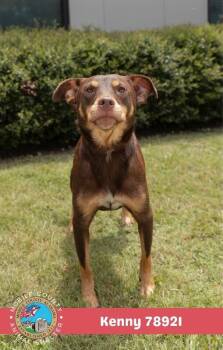 Kenny -  Australian Cattle Dog Blue Heeler Dog for Adoption in Mobile, Alabama - Kenny | PetCurious