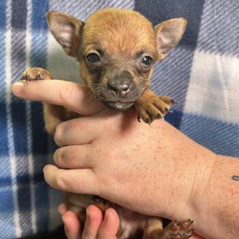 Luca -  Chihuahua Dog for Adoption in Yucaipa, California - Luca | PetCurious