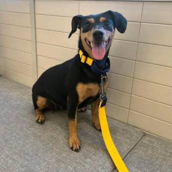 Little Luna -  Dachshund and Mixed Breed Dog for Adoption in Sunderland, Ontario - Little Luna | PetCurious