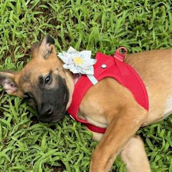 Linden -  German Shepherd Dog Dog for Adoption in Memphis, Tennessee - Linden | PetCurious