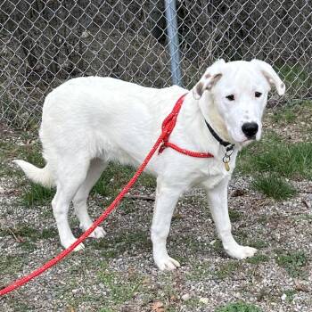 BamBam -  Mixed Breed Dog for Adoption in Priest River, Idaho - BamBam | PetCurious