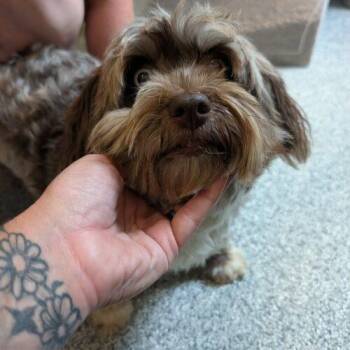 Gypsy -  Havanese Dog for Adoption in Vienna, Ontario - Gypsy | PetCurious