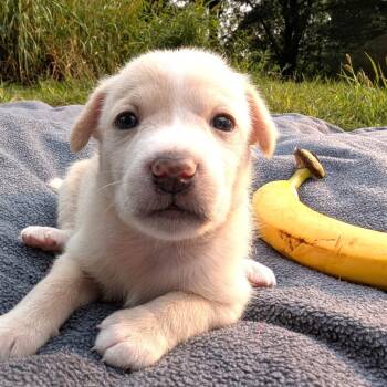 Rescue Chihuahua Dogs for Adoption in South Riding, Virginia - Fern's Luna | PetCurious