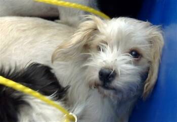 Rescue Mixed Breed Dogs for Adoption in Dallas, Texas - DAPHNE | PetCurious