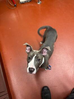 Rescue Mixed Breed Dogs for Adoption in Douglasville, Georgia - Honey | PetCurious