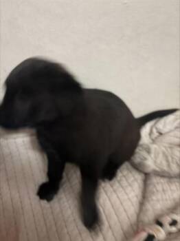 Labrador Retriever and Mixed Breed Dogs Available for Adoption in Stockton, California - HEATHER | PetCurious