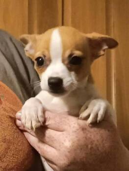 Chihuahua Dogs Available for Adoption in Ashville, Ohio - Three Chi Company -  Fatty Patty | PetCurious