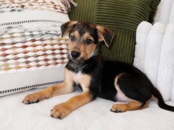 Titan -  Mixed Breed Dog for Adoption in Lindenhurst, New York - Titan | PetCurious