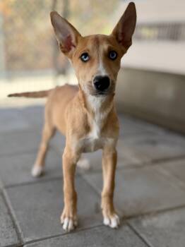 Rescue Shepherd and Husky Dogs for Adoption in Muskegon, Michigan - Jircoch Pup1 | PetCurious