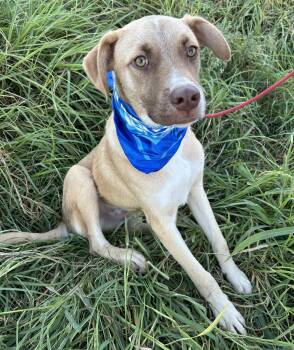 MIKY -  Weimaraner Dog for Adoption in Bell Gardens, California - MIKY | PetCurious